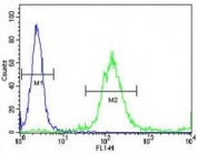 p65 antibody flow cytometric analysis of WiDr cells (right histogram) compared to a negative control (left histogram). FITC-conjugated goat-anti-rabbit secondary Ab was used for the analysis.