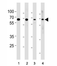 p65 antibody western blot analysis in (1) HeLa, (2) MCF-7, (3) Raji and (4) Ramos lysate.