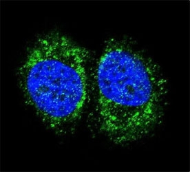 Confocal immunofluorescent analysis of p65 antibody with MCF-7 cells followed by Alexa Fluor 488-conjugated goat anti-rabbit lgG (green). DAPI was used as a nuclear counterstain (blue).