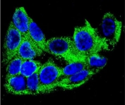 Confocal immunofluorescent analysis of ACADM antibody with HepG2 cells followed by Alexa Fluor 488-conjugated goat anti-rabbit lgG (green). DAPI was used as a nuclear counterstain (blue).