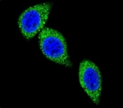 Confocal immunofluorescent analysis of ASS1 antibody with HeLa cells followed by Alexa Fluor 488-conjugated goat anti-rabbit lgG (green). DAPI was used as a nuclear counterstain (blue).