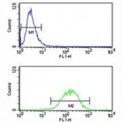 IL-1 antibody flow cytometry analysis of NCI-H460 cells (bottom histogram) compared to a negative control (top histogram). FITC-conjugated goat-anti-rabbit secondary Ab was used for the analysis.