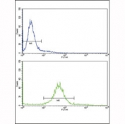 Flow cytometric analysis of 293 cells using PAX8 antibody (bottom histogram) compared to a negative control (top histogram). FITC-conjugated goat-anti-rabbit secondary Ab was used for the analysis.