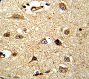 IHC analysis of FFPE human brain tissue stained with VCP antibody
