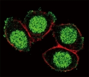 Confocal immunofluorescent analysis of PAX6 antibody with HeLa cells followed by Alexa Fluor 488-conjugated goat anti-rabbit lgG (green). Actin filaments have been labeled with Alexa Fluor 555 Phalloidin (red).