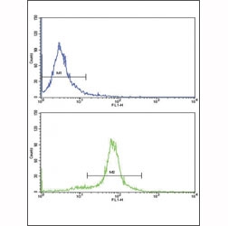 Flow cytometric analysis of HeLa cells using PAX6 antibody (bottom histogram) compared to a negative control (top histogram).