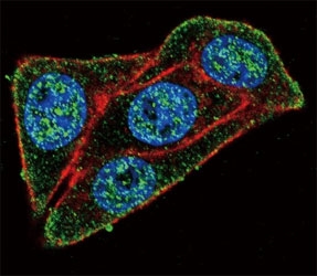 Confocal immunofluorescent analysis of PAX-6 antibody with HeLa cells followed by Alexa Fluor 488-conjugated goat anti-rabbit lgG (green). Actin filaments have been labeled with Alexa Fluor 555 Phalloidin (red). DAPI was used as a nuclear counterstain (blue).