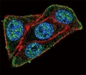 Confocal immunofluorescent analysis of PAX-6 antibody with HeLa cells followed by Alexa Fluor 488-conjugated goat anti-rabbit lgG (green). Actin filaments have been labeled with Alexa Fluor 555 Phalloidin (red). DAPI was used as a nuclear counterstain (blue).