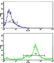 Flow cytometric analysis of MDA-231 cells using NDRG1 antibody (green) compared to a <a href=../search_result.php?search_txt=n1001> negative control </a>(blue). FITC-conjugated goat-anti-rabbit secondary Ab was used for the analysis.