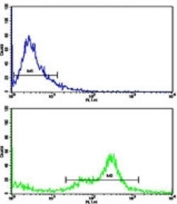 Flow cytometric analysis of MDA-231 cells using C6 antibody (green) compared to a <a href=../search_result.php?search_txt=n1001>negative control</a> (blue).
