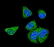 Confocal immunofluorescent analysis of C6 antibody with MDA-MB231 cells followed by Alexa Fluor 488-conjugated goat anti-rabbit lgG (green). DAPI was used as a nuclear counterstain (blue).