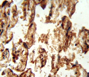 IGFBP4 antibody immunohistochemistry analysis in formalin fixed and paraffin embedded human placenta tissue.~