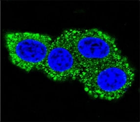 Confocal immunofluorescent analysis of CD28 antibody with HeLa cells followed by Alexa Fluor 488-conjugated goat anti-rabbit lgG (green). DAPI was used as a nuclear counterstain (blue).~