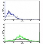 Flow cytometric analysis of SK-Br-3 cells using CD11c antibody (bottom histogram) compared to a negative control (top histogram). FITC-conjugated goat-anti-rabbit secondary Ab was used for the analysis.