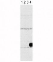 Western blot testing of Aurora-C antibody and lysate of 293 cells expressing Flag tag (lane 1), Flag-tagged Aurora-A (2), -B (3), -C (4).