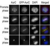 Immunofluorescence staining of HeLa cells expressing GFP-Aurora-C is performed at different cellular mitotic stages with A) Aurora-C antibody, B) GFP fluorescence, C) DAPI nuclear staining, and D) anti-Aurora-C merged to DAPI staining.