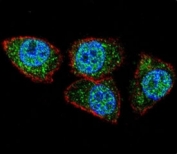 Confocal immunofluorescent analysis of Aurora-A antibody with HeLa cells followed by Alexa Fluor 488-conjugated goat anti-rabbit lgG (green). Actin filaments have been labeled with Alexa Fluor 555 Phalloidin (red). DAPI was used as a nuclear counterstain (blue).
