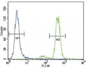 PKC alpha antibody flow cytometric analysis of HeLa cells (green) compared to a <a href=../search_result.php?search_txt=n1001>negative control</a> (blue). FITC-conjugated goat-anti-rabbit secondary Ab was used for the analysis.