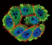 Confocal immunofluorescent analysis of PKC alpha antibody with HeLa cells followed by Alexa Fluor 488-conjugated goat anti-rabbit lgG (green). Actin filaments have been labeled with Alexa Fluor 555 Phalloidin (red). DAPI was used as a nuclear counterstain (blue).