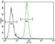 AKT1 antibody flow cytometric analysis of MDA-MB435 cells (right histogram) compared to a negative control (left histogram). FITC-conjugated goat-anti-rabbit secondary Ab was used for the analysis.