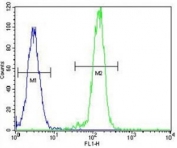 AKT2 antibody flow cytometric analysis of HeLa cells (right histogram) compared to a negative control (left histogram). FITC-conjugated goat-anti-rabbit secondary Ab was used for the analysis.