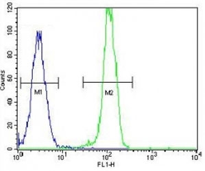 AKT2 antibody flow cytometric analysis of HeLa cells (right histogram) compared to a negative control (left histogram). FITC-conjugated goat-anti-rabbit secondary Ab was used for the analysis.