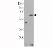 Western blot analysis of AKT3 antibody and 293 cell lysate (2 ug/lane) either nontransfected (Lane 1) or transiently transfected with the AKT3 gene (2). Predicted molecular weight: ~56kDa but can be observed from 60~65kDa.