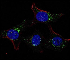 Fluorescent confocal image of HeLa cells stained with PDK4 antibody. For secondary Ab, Alexa Fluor 488 conjugated donkey anti-rabbit Ab (green) was used (1:1000, 1h). Nuclei were counterstained with Hoechst 33342 (blue) (10 ug/ml, 5 min). PDK4 is localized to the cytoplasm.