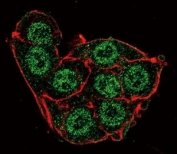 Confocal immunofluorescent analysis of PDK4 antibody with HeLa cells followed by Alexa Fluor 488-conjugated goat anti-rabbit lgG (green). Actin filaments have been labeled with Alexa Fluor 555 Phalloidin (red).