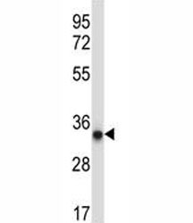 AMPK beta 2 antibody western blot analysis in A375 lysate.~