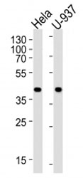 Western blot analysis of lysate from HeLa, U-937 cell line (left to right) using PGK1 antibody; Ab was diluted at 1:1000 for each lane.