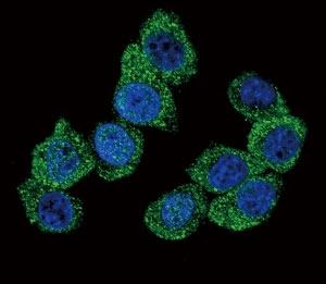 Confocal immunofluorescent analysis of PGK1 antibody with HeLa cells followed by Alexa Fluor 488-conjugated goat anti-rabbit lgG (green). DAPI was used as a nuclear counterstain (blue).