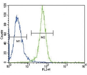 PGK1 antibody flow cytometric analysis of HeLa cells (right histogram) compared to a negative control (left histogram). FITC-conjugated goat-anti-rabbit secondary Ab was used for the analysis.