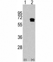 Western blot analysis of CAMKK2 antibody and 293 cell lysate either nontransfected (Lane 1) or transiently transfected with the CAMKK2 gene (2). Predicted molecular weight 60-65 kDa.