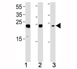 HMGB2 antibody western blot analysis in (1) HL-60, (2) K562, (3) H-4-II-E lysate.
