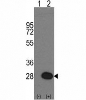Western blot analysis of HSP27 antibody and 293 cell lysate either nontransfected (Lane 1) or transiently transfected with the HSPB1 gene (2).