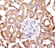 Immunohistochemical analysis of paraffin-embedded mouse kidney section using SPHK1 antibody; Ab was diluted at 1:100 dilution.