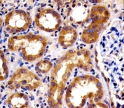 IHC analysis of FFPE human kidney section using SPHK1 antibody; Ab was diluted at 1:100.