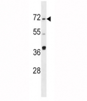 SPHK2 antibody western blot analysis in Ramos lysate. Predicted molecular weight ~69 kDa.