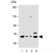Western blot testing of human 1) HepG2, 2) A549, 3) HEK293 and 4) U-87 MG lysate with SPHK2 antibody. Predicted molecular weight ~69 kDa.
