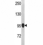 Western blot analysis of anti-NLRP12 antibody and mouse testis tissue lysate. Predicted molecular weight: ~119kDa, routinely observed at 100~119kDa.