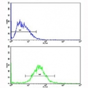 Flow cytometric analysis of HepG2 cells using Cyclin A2 antibody (bottom histogram) compared to a negative control (top histogram). FITC-conjugated goat-anti-rabbit secondary Ab was used for the analysis.