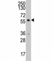 Western blot analysis of Cyclin A2 antibody and K562 lysate. Predicted molecular weight ~50 kDa