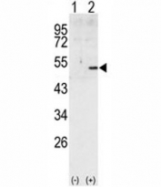 Western blot analysis of Cyclin A2 antibody and 293 cell lysate (2 ug/lane) either nontransfected (Lane 1) or transiently transfected with the human gene (2). Predicted molecular weight ~50 kDa