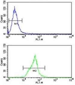 Neprilysin antibody flow cytometry analysis of Ramos cells (green) compared to a <a href=../search_result.php?search_txt=n1001>negative control</a> (blue). FITC-conjugated goat-anti-rabbit secondary Ab was used for the analysis.