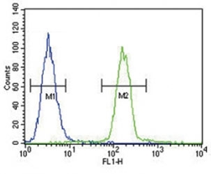 Tyrosinase antibody flow cytometric analysis of A375 cells (green) compared to a <a href=../search_result.php?search_txt=n1001>negative control</a> (left blue). FITC-conjugated goat-anti-rabbit secondary Ab was used for the analysis.
