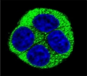Confocal immunofluorescent analysis of NQO1 antibody with HeLa cells followed by Alexa Fluor 488-conjugated goat anti-rabbit lgG (green). DAPI was used as a nuclear counterstain (blue).