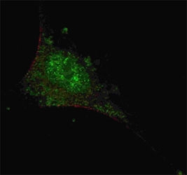 Fluorescent confocal image of SY5Y cells stained with SMAD2 antibody at 1:200. Note the highly specific localization of the SMAD2 to the nucleus.~