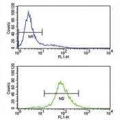 BCL6 antibody flow cytometry analysis of Jurkat cells (bottom histogram) compared to a <a href=../search_result.php?search_txt=n1001>negative control</a> (top histogram). FITC-conjugated goat-anti-rabbit secondary Ab was used for the analysis.