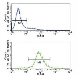 BCL6 antibody flow cytometry analysis of Jurkat cells (bottom histogram) compared to a <a href=../search_result.php?search_txt=n1001>negative control</a> (top histogram). FITC-conjugated goat-anti-rabbit secondary Ab was used for the analysis.